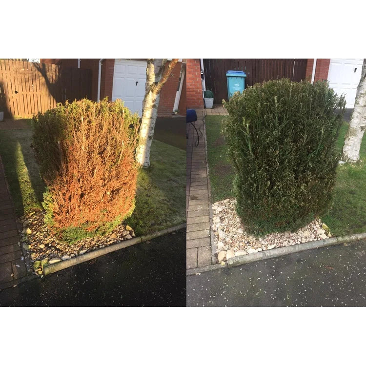 Before and after views of a trimmed conifer bush in a residential garden.